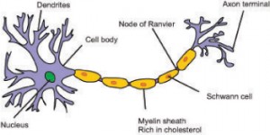 Sonic Cholesterol Image